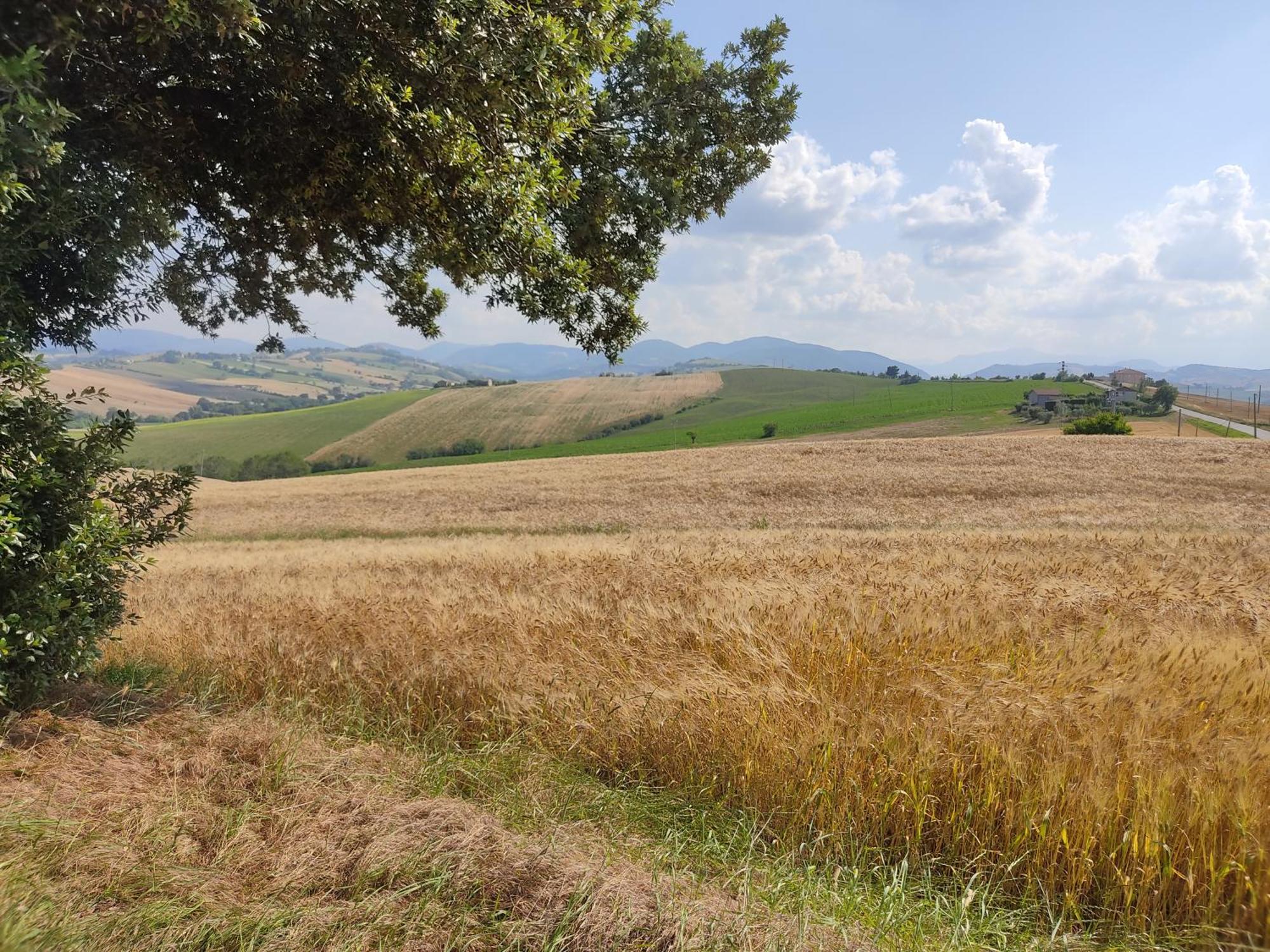 Casa Borgo Fonte Villa Castelleone di Suasa Bagian luar foto